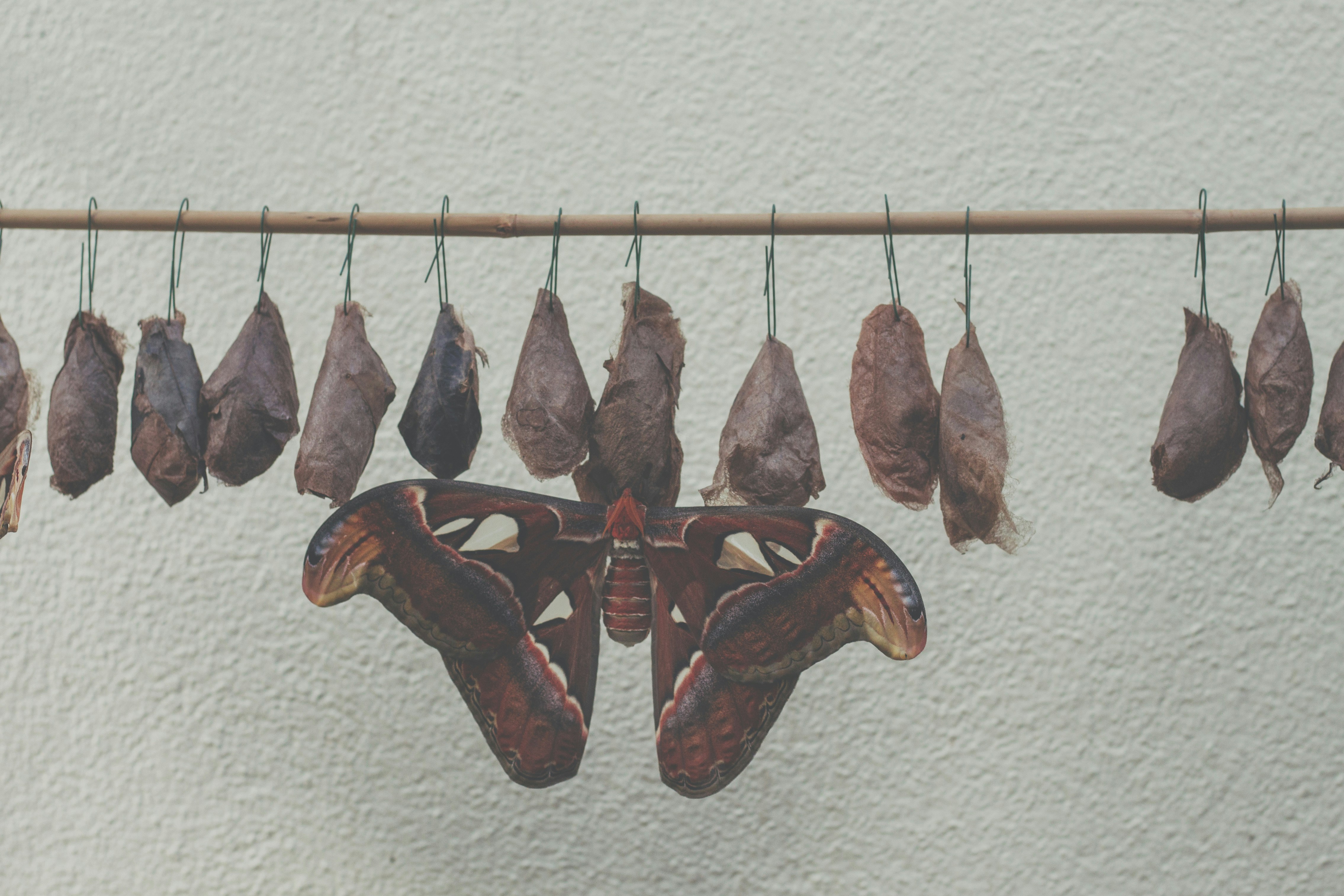 A close-up photograph evoking stillness and the threshold of emergence.