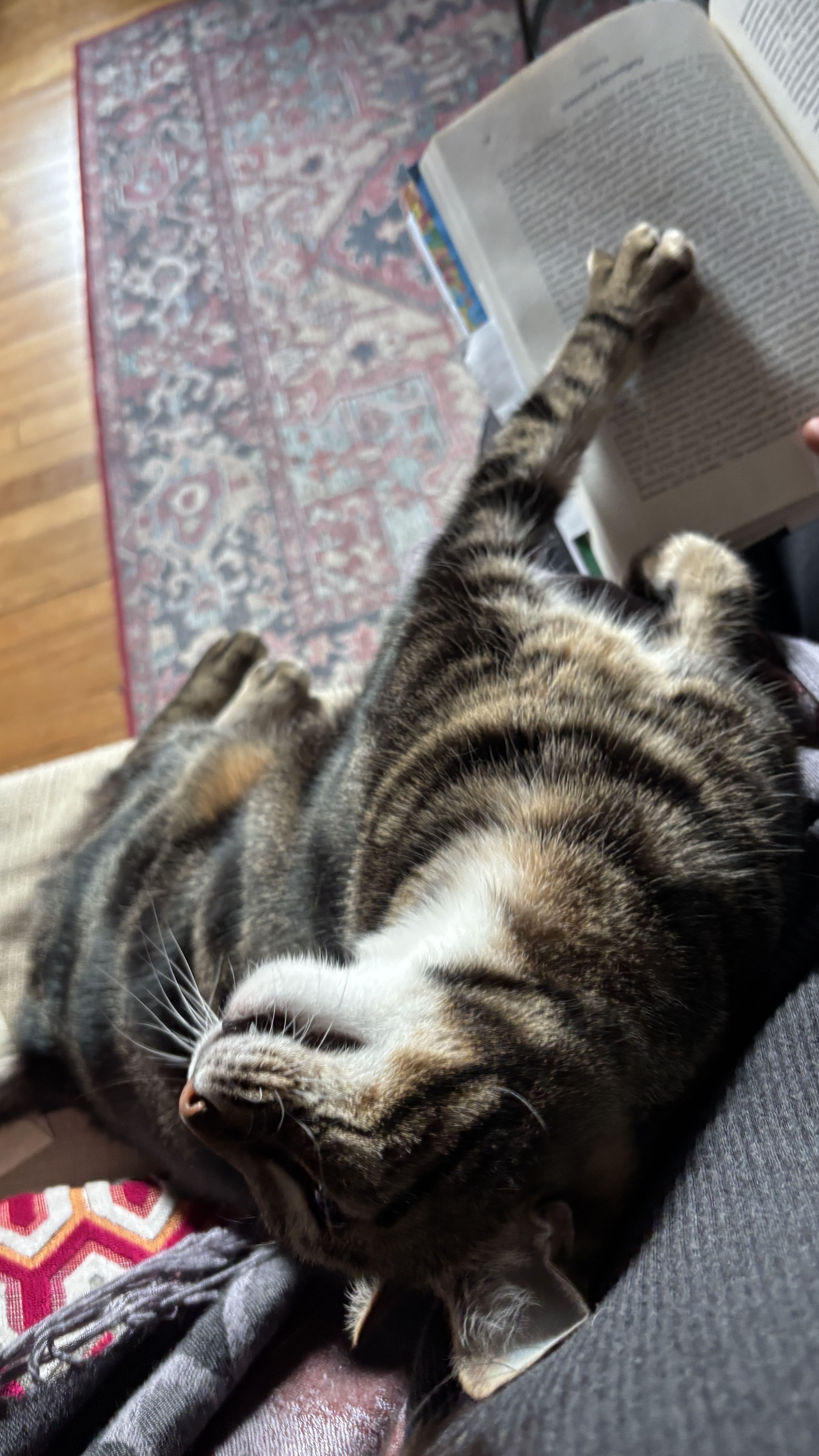 Home is also the cats I catsit in the US